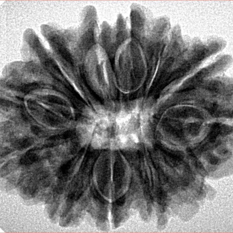 12 Mukhi Rudraksha 28.7mm 5.52gm - Inverse xray