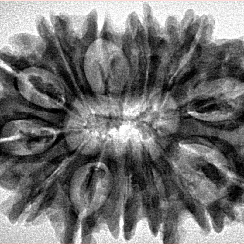 13 Mukhi Rudraksha 33mm 6gm - Inverse xray