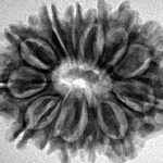 13 Mukhi Rudraksha 27.6mm 4.42gm - Inverse xray