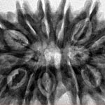 13 Mukhi Rudraksha 34.6mm 7gm - Inverse xray