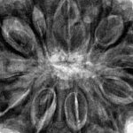 12 Mukhi Rudraksha 34.8mm 9.68gm - Inverse xray