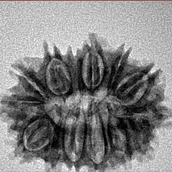 14 Mukhi Rudraksha 25.6mm 3.2gm - Inverse xray
