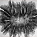 13 Mukhi Rudraksha 31.6mm 6.19gm - Inverse xray