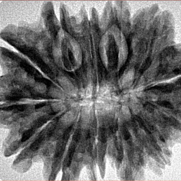 13 Mukhi Rudraksha 31.6mm 6.19gm - Inverse xray