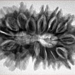 15 Mukhi Rudraksha 33.8mm 5.79gm - Inverse xray