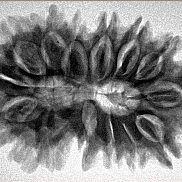 15 Mukhi Rudraksha 33.8mm 5.79gm - Inverse xray