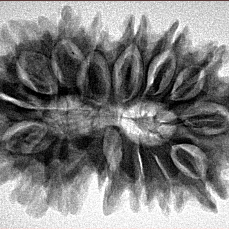 15 Mukhi Rudraksha 33.8mm 5.79gm - Inverse xray