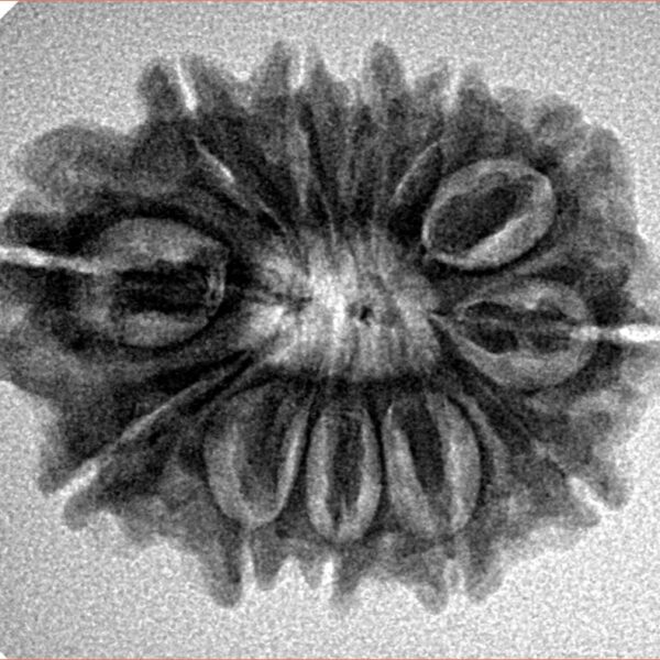 12 Mukhi Rudraksha 25.9mm 3.89gm - Inverse xray