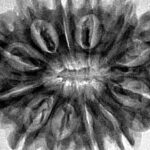 12 Mukhi Rudraksha 31.5mm 6.57gm - Inverse xray