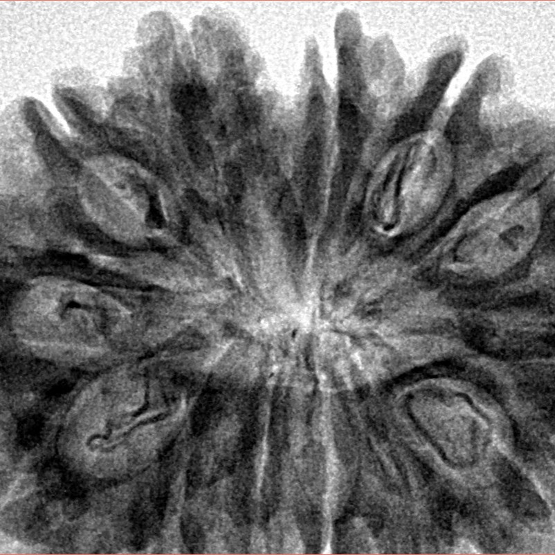 13 Mukhi Rudraksha 33.5mm 6.67gm - Inverse xray