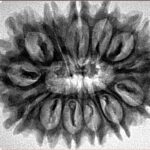 13 Mukhi Rudraksha 32mm 5.82gm - Inverse xray