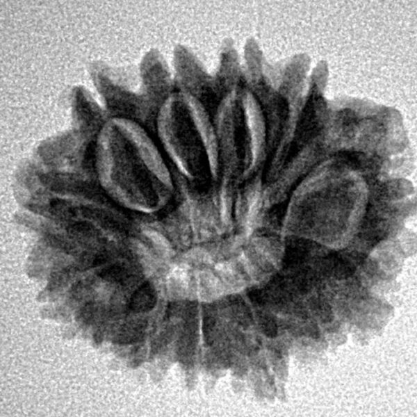 13 Mukhi Rudraksha 22.5mm 3gm - Inverse xray