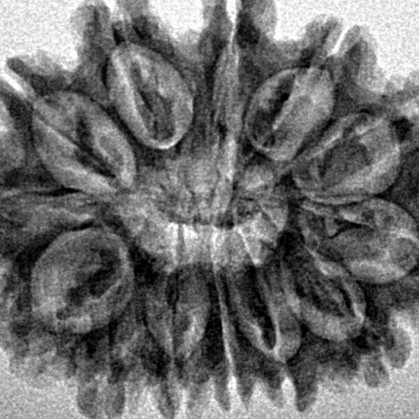 13 Mukhi Rudraksha 29.8mm 4.37gm - Inverse xray