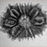 12 Mukhi Rudraksha 26.3mm 3.53gm - Inverse xray