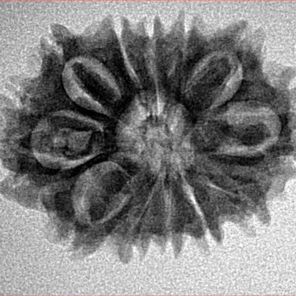 12 Mukhi Rudraksha 26.3mm 3.53gm - Inverse xray