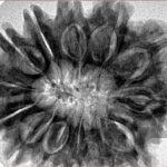 13 Mukhi Rudraksha 33.1mm 7.27gm - Inverse xray