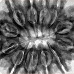 12 Mukhi Rudraksha 34.4mm 8.34gm - Inverse xray