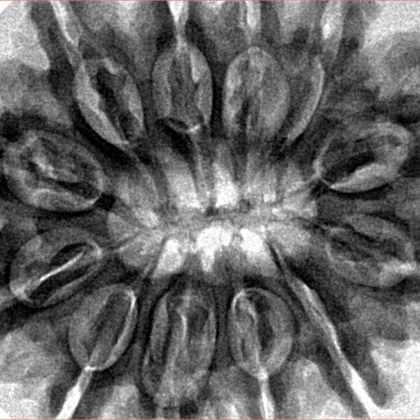 12 Mukhi Rudraksha 34.4mm 8.34gm - Inverse xray