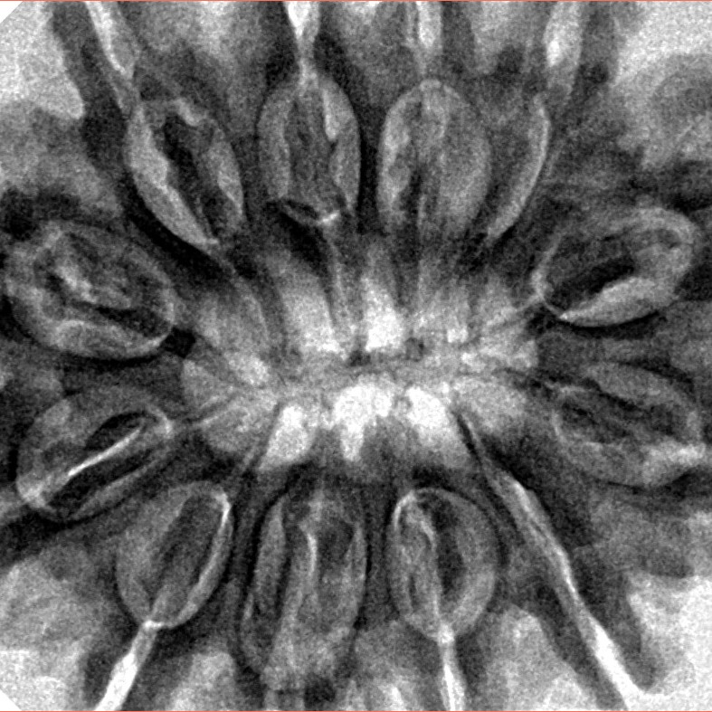 12 Mukhi Rudraksha 34.4mm 8.34gm - Inverse xray