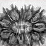 13 Mukhi Rudraksha 32.2mm 5.48gm - Inverse xray