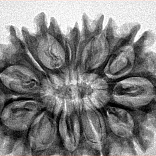 13 Mukhi Rudraksha 32.2mm 5.48gm - Inverse xray