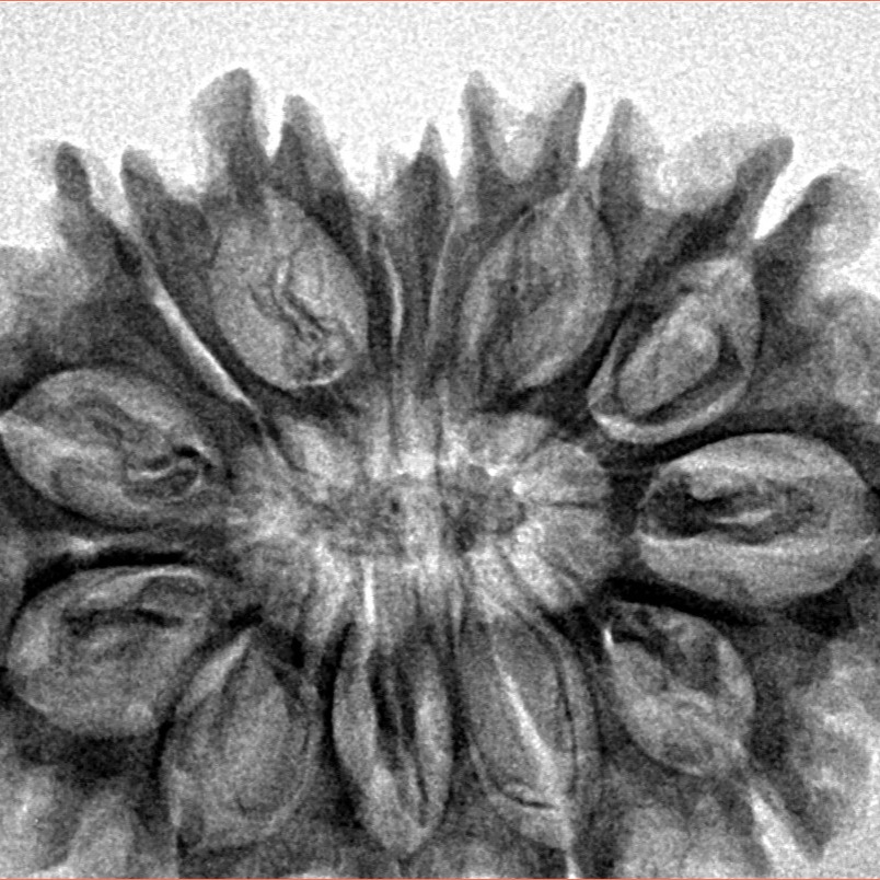 13 Mukhi Rudraksha 32.2mm 5.48gm - Inverse xray