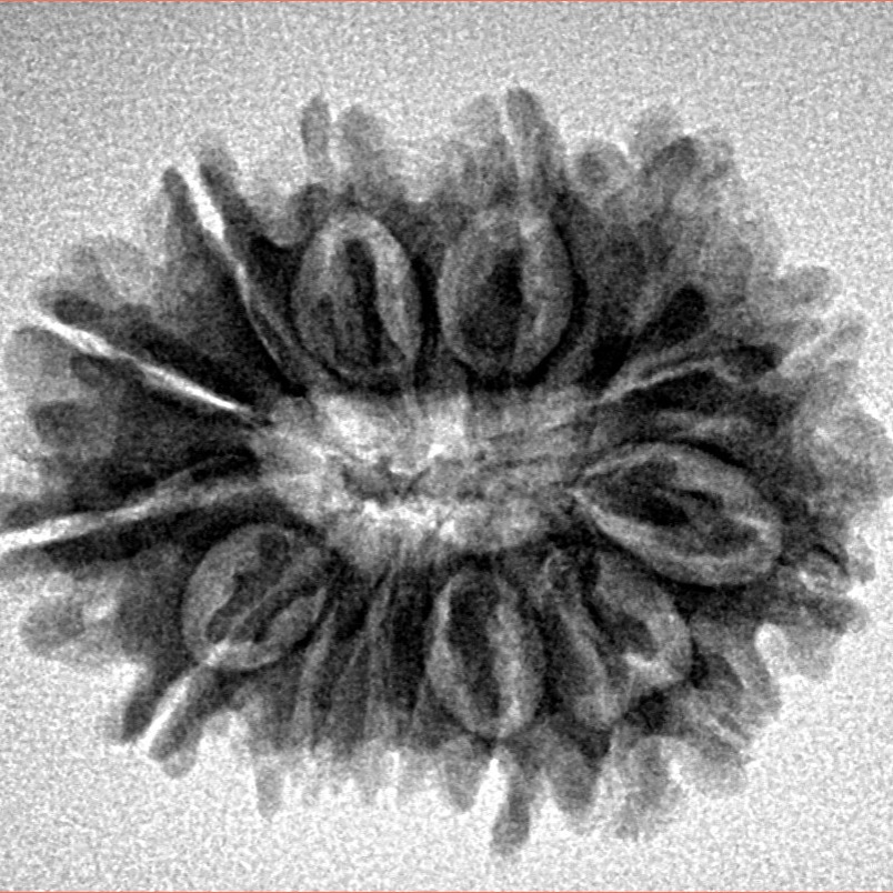 14 Mukhi Rudraksha 26.2mm 3.55gm - Inverse xray