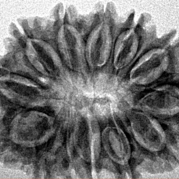 13 Mukhi Rudraksha 30.2mm 4.55gm - Inverse xray