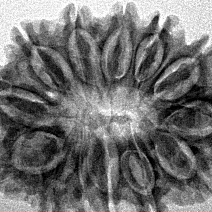 13 Mukhi Rudraksha 30.2mm 4.55gm - Inverse xray