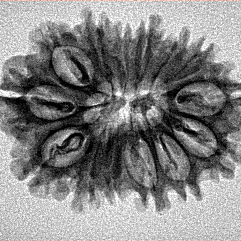 14 Mukhi Rudraksha 27.3mm 3.2gm - Inverse xray
