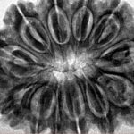 12 Mukhi Rudraksha 31.6mm 7gm - Inverse xray