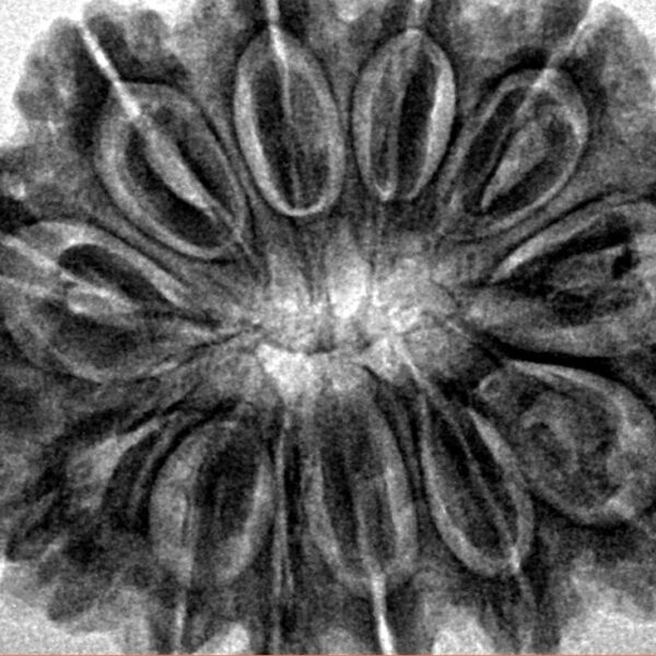 12 Mukhi Rudraksha 31.6mm 7gm - Inverse xray