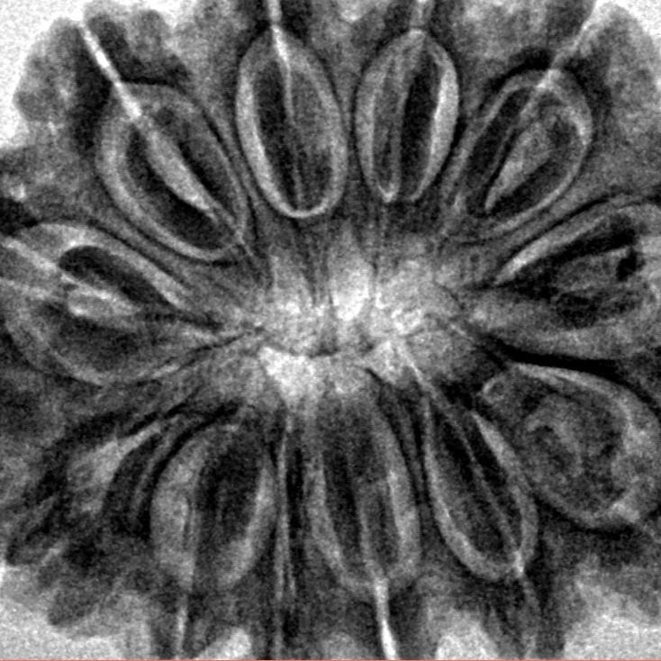 12 Mukhi Rudraksha 31.6mm 7gm - Inverse xray