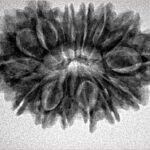 14 Mukhi Rudraksha 30.2mm 4.85gm - Inverse xray