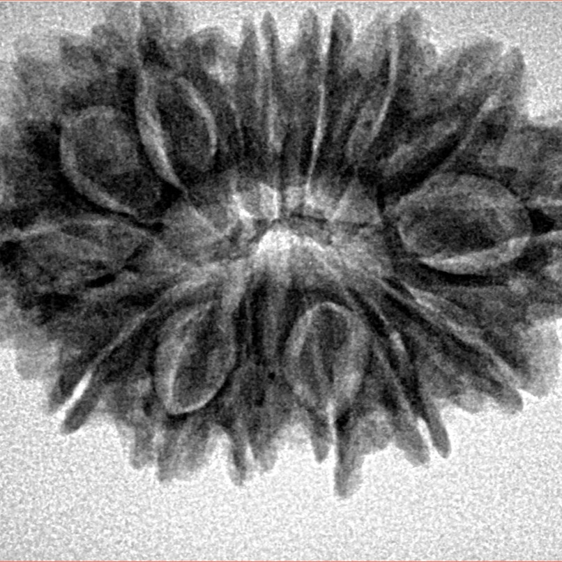 14 Mukhi Rudraksha 30.2mm 4.85gm - Inverse xray