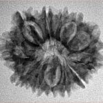 12 Mukhi Rudraksha 25.3mm 3.26gm - Inverse xray