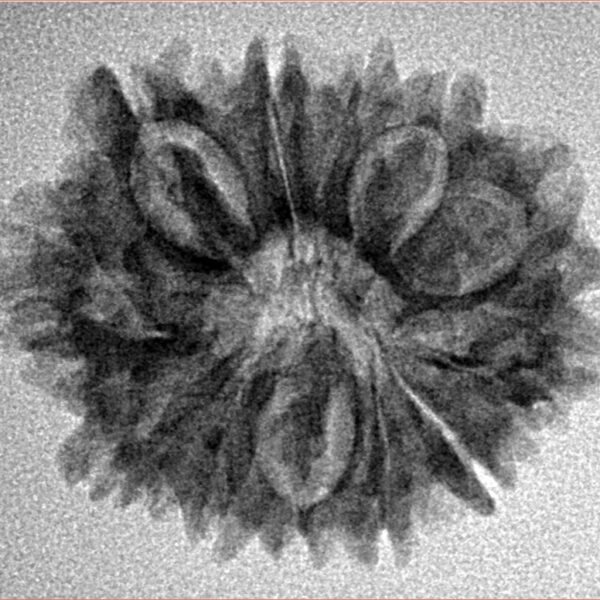12 Mukhi Rudraksha 25.3mm 3.26gm - Inverse xray
