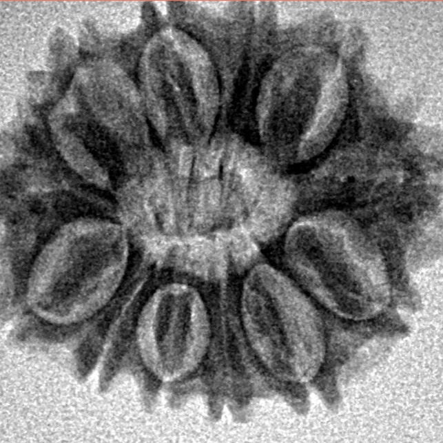 13 Mukhi Rudraksha 22.4mm 2.77gm - Inverse xray