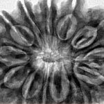 13 Mukhi Rudraksha 33.8mm 7.69gm - Inverse xray