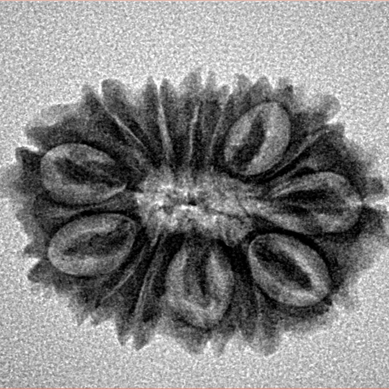 14 Mukhi Rudraksha 25.4mm 2.76gm - Inverse xray