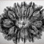12 Mukhi Rudraksha 29.3mm 4.06gm - Inverse xray