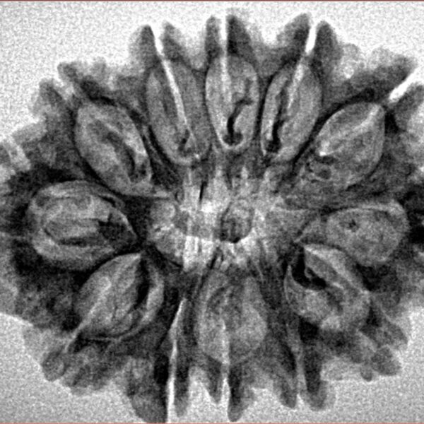 12 Mukhi Rudraksha 29.3mm 4.06gm - Inverse xray