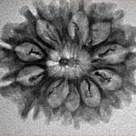 12 Mukhi Rudraksha 27.2mm 2.77gm - Inverse xray