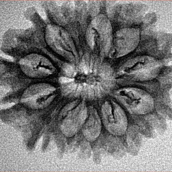 12 Mukhi Rudraksha 27.2mm 2.77gm - Inverse xray