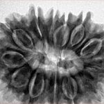 13 Mukhi Rudraksha 32.5mm 7.08gm - Inverse xray