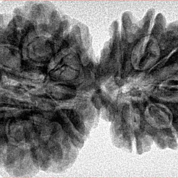 13 Mukhi Gaurishankar 38.4mm 6.92gm - Inverse xray