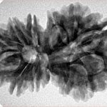 13 Mukhi Gaurishankar 32.7mm 5.77gm - Inverse xray