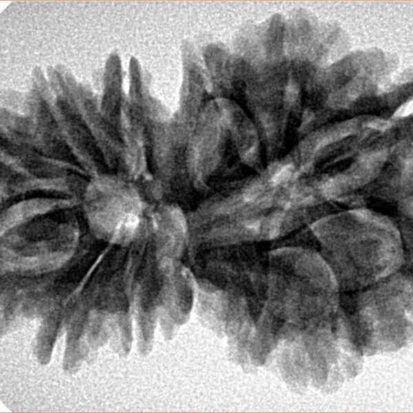 13 Mukhi Gaurishankar 32.7mm 5.77gm - Inverse xray