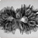 13 Mukhi Gaurishankar 29.7mm 3.8gm - Inverse xray