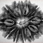 12 Mukhi Rudraksha 29.6mm 5.34gm - Inverse xray